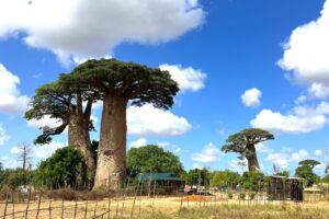 夫婦　世界一周　マダガスカル　モロンダバ　バオバブの木