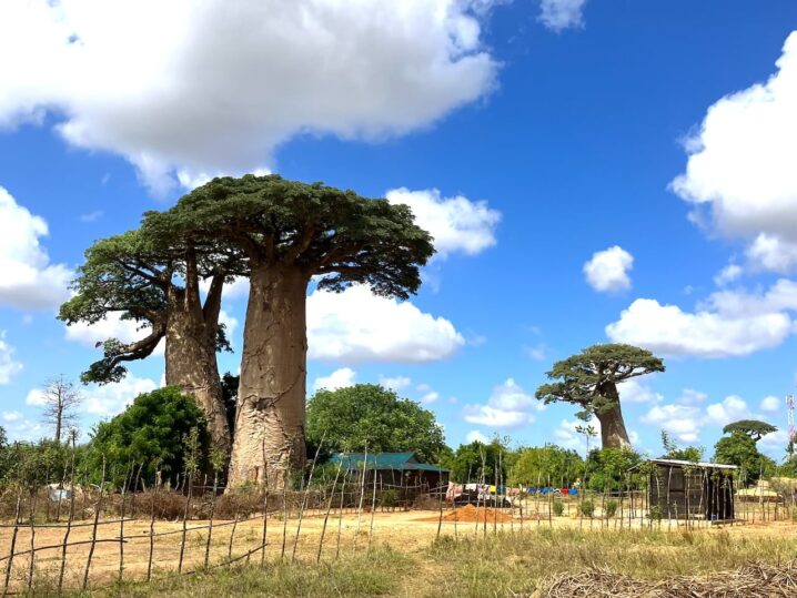夫婦　世界一周　マダガスカル　モロンダバ　バオバブの木