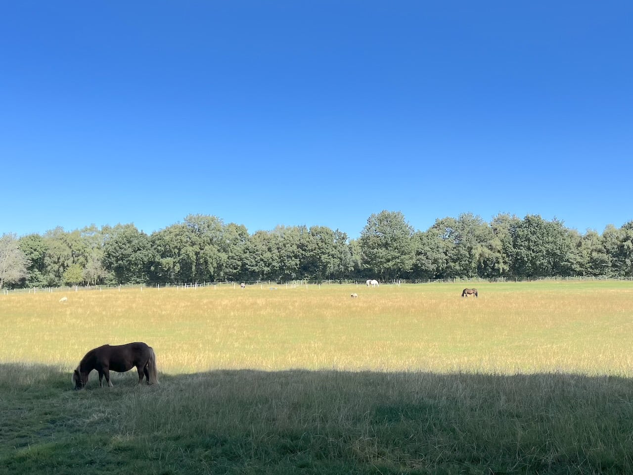 夫婦　世界一周　　イギリス　セント ヘレンズ