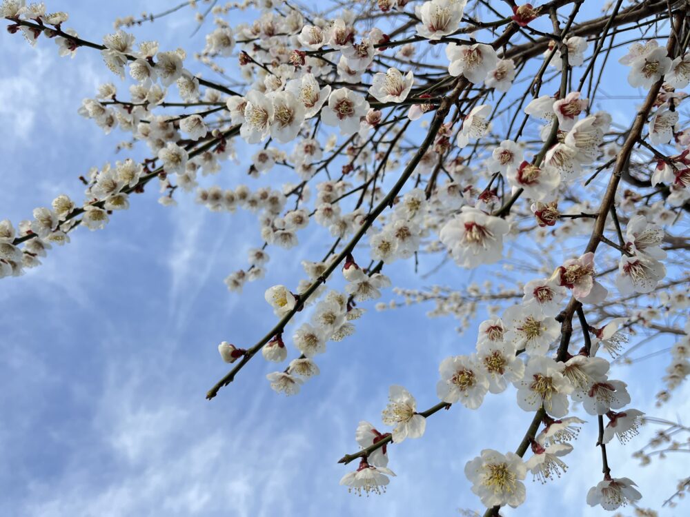 世界一周　夫婦　その後