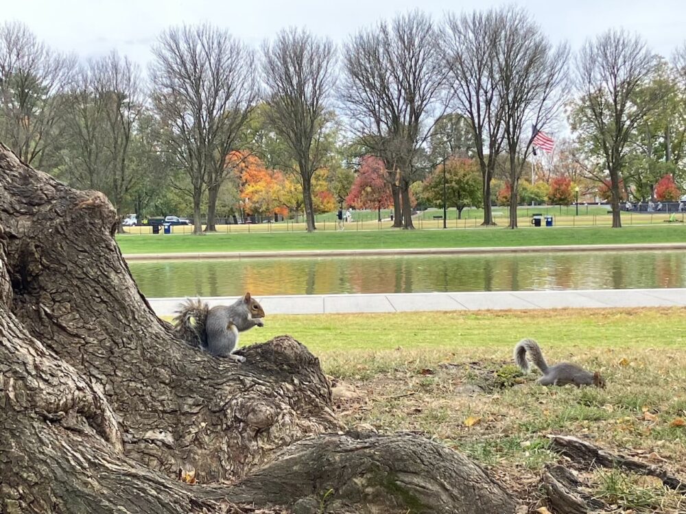 アメリカ ロードトリップ 世界一周 夫婦 旅 バックパッカー  横断