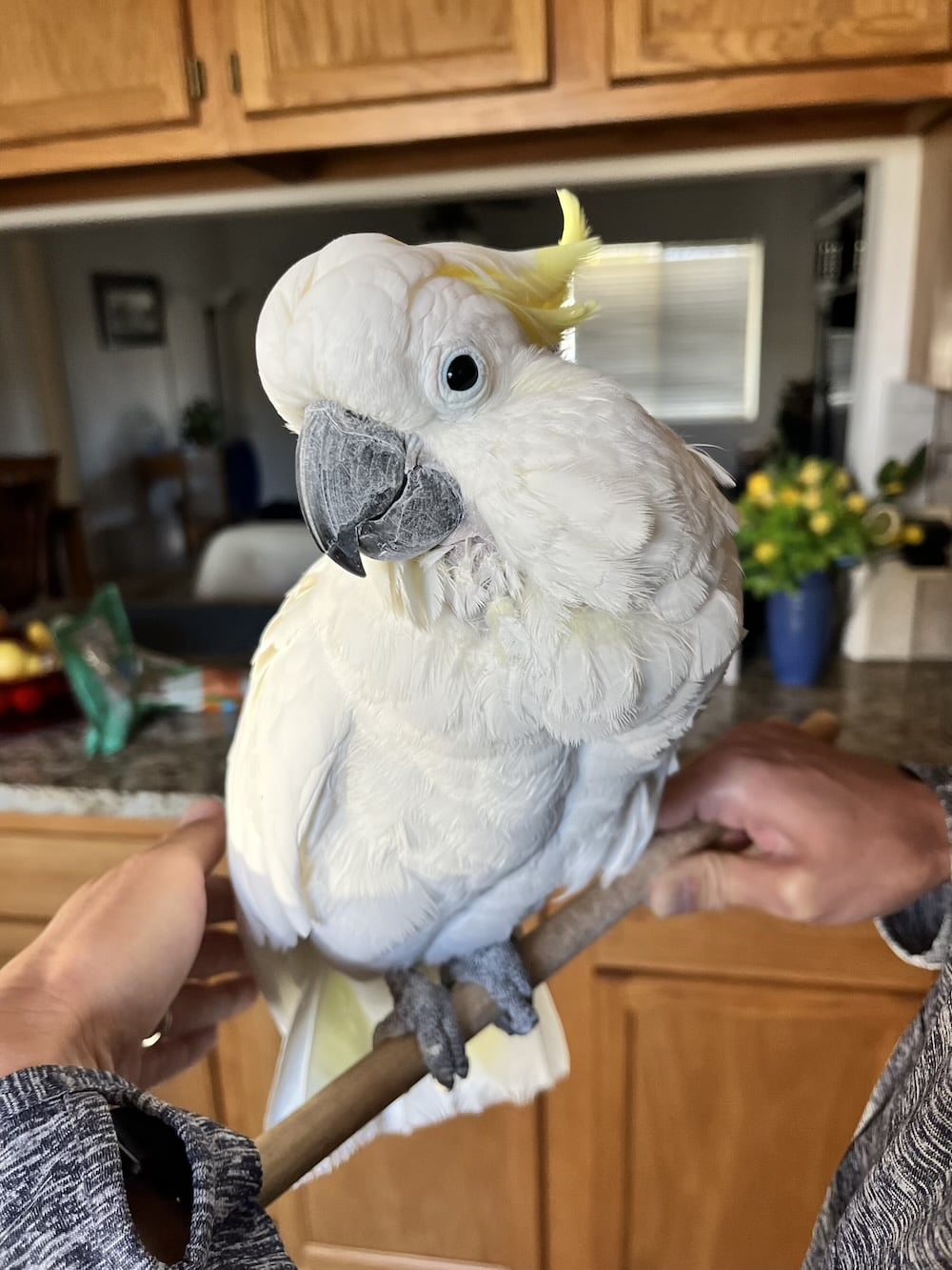 アメリカ　ロードトリップ　世界一周　夫婦　旅　バックパッカー　　横断