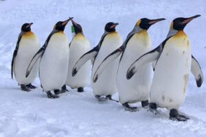 世界一周 その後 移住 北海道