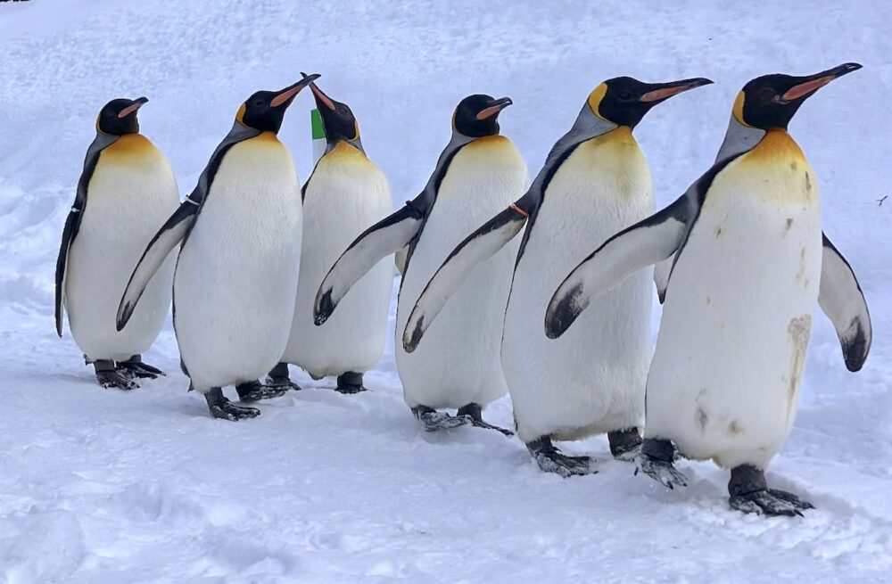 世界一周　その後　移住　北海道